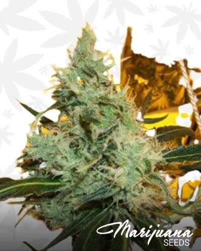Las Vegas Lemon Skunk1