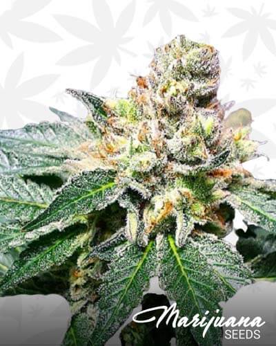 Las Vegas Sour Bubba 1