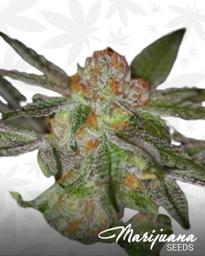 Las Vegas Bubba Kush1