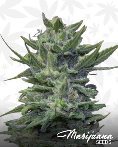 Lavanda Cream1