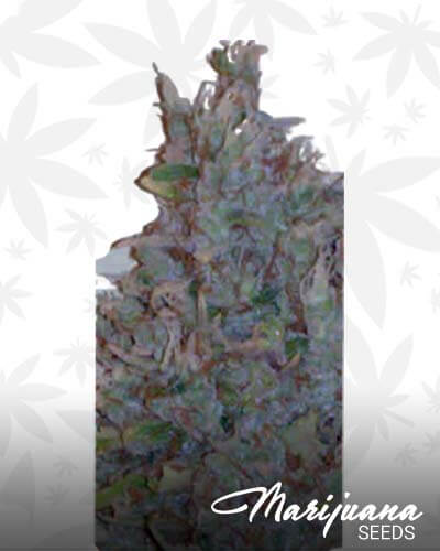 Lavanda Diamond1