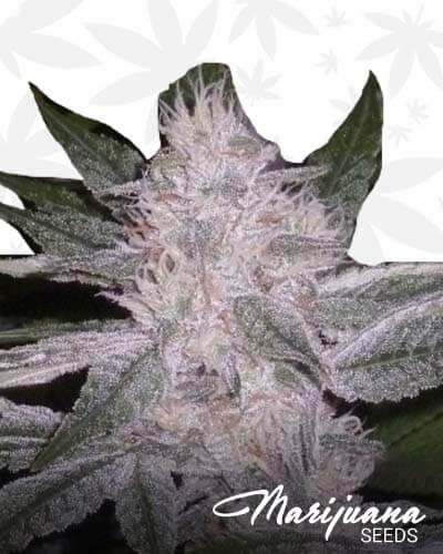 Lavender Glue1