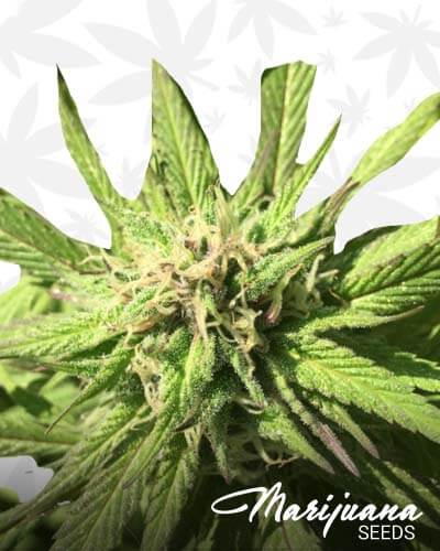 Lavender kush1