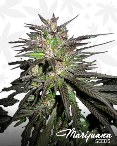 Leb Chunk1