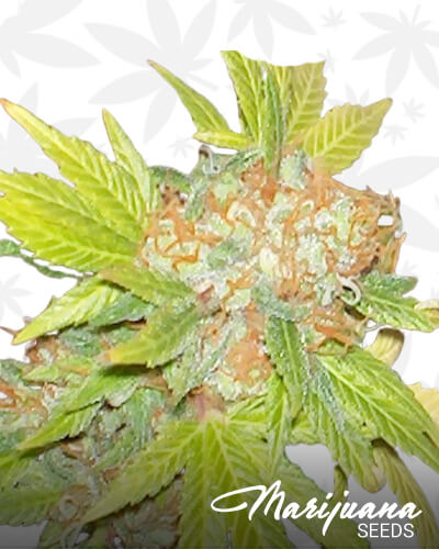 Lebanese Hashplant1