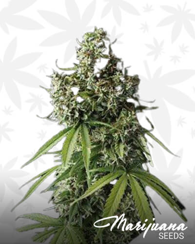 Lebron Haze XXL Auto1