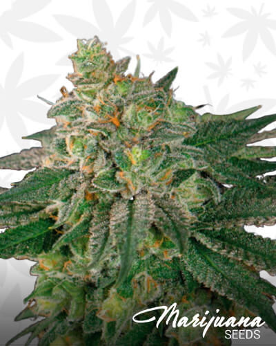 Lebron haze
