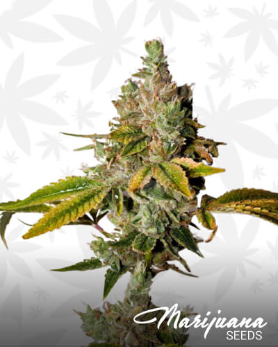 Legend Orange Apricot
