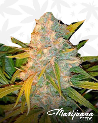 Legends Ultimate Indica1