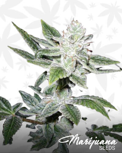 Legion OG