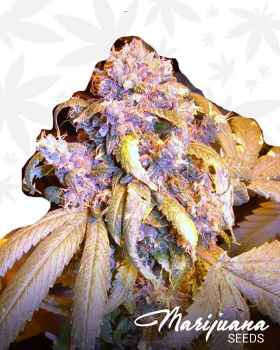 Legit Blueberry Headband
