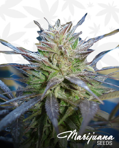 Legrape1
