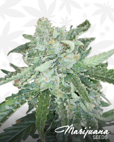Leia OG