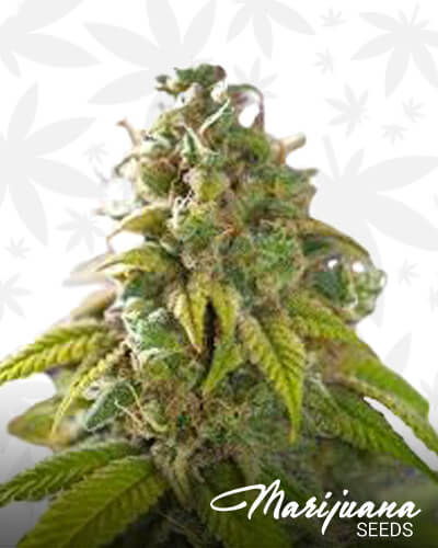 LemCherry Pie