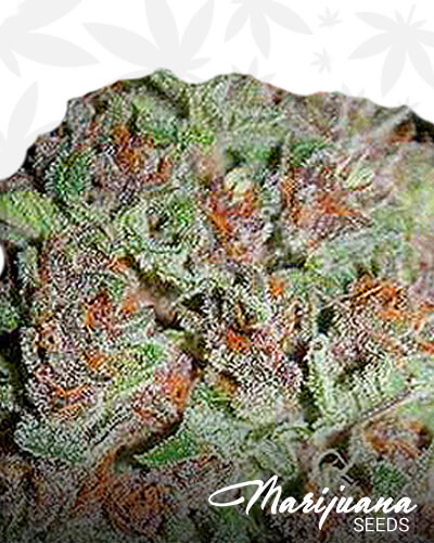 Lemendhaze 1