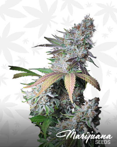 Lemon Alien 1