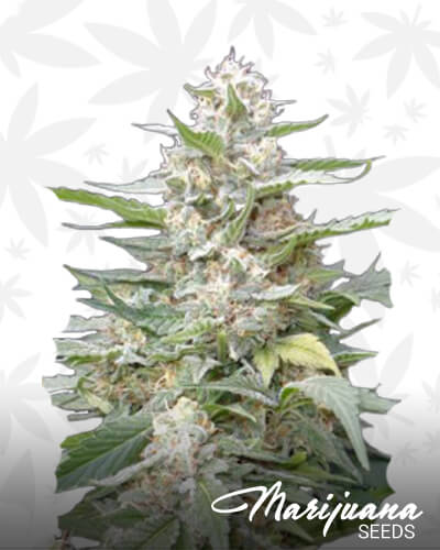 Lemon Amber Kush