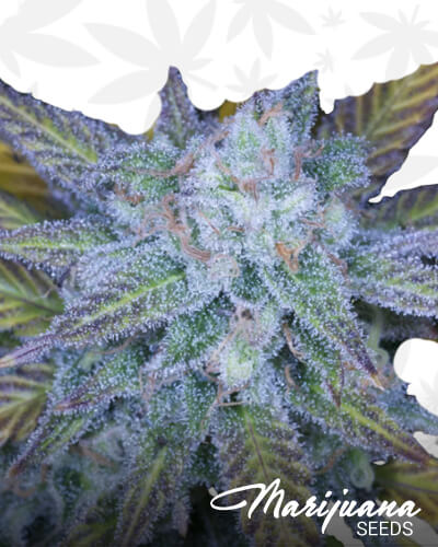 Lemon Amnesia 1