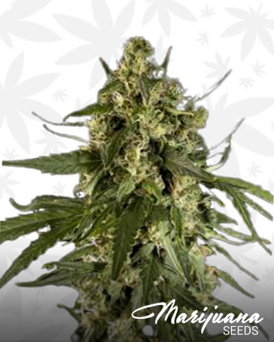 Lemon Auto CBD 1