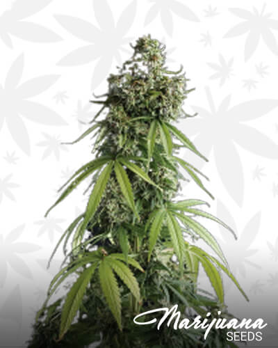 Lemon Blossom XXL Auto