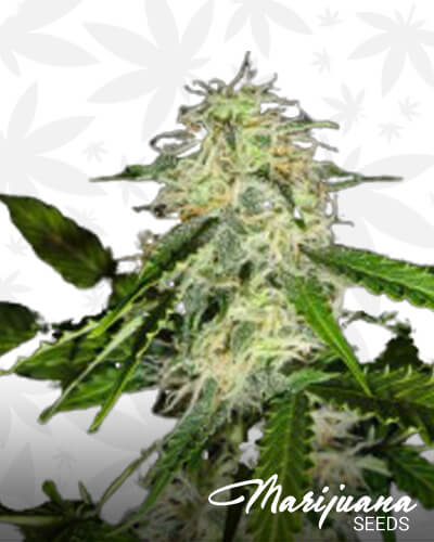 Lemon Bud 1