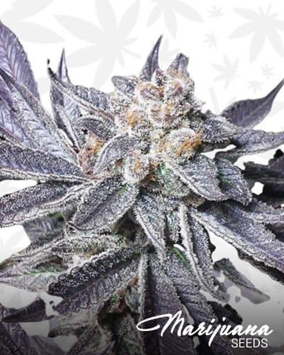 Lemon Butter 1