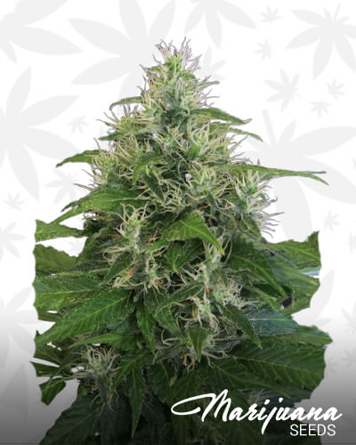 Lemon Candy 1