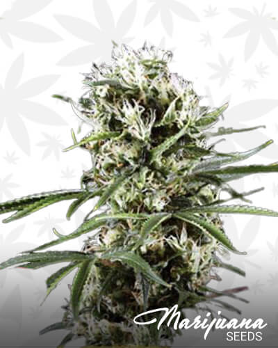 Lemon Cherry ZmartieZ 2