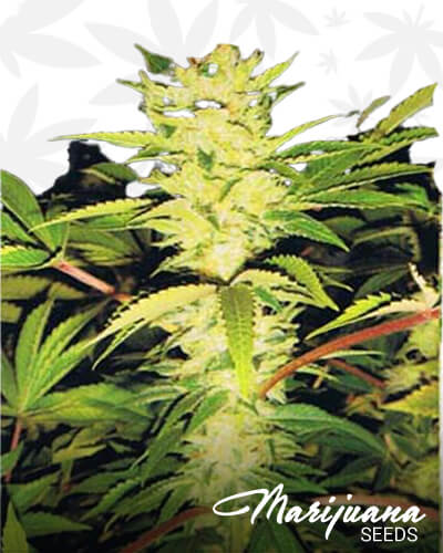 Lemon Cookie 1