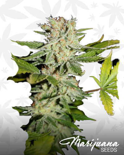 Lemon Cream Pie Haze 1