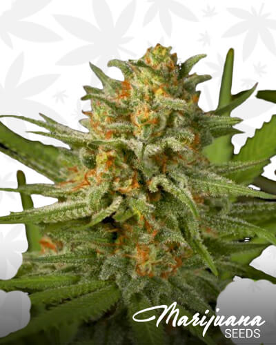 Lemon Critical 2.0