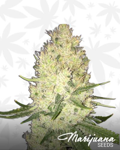 Lemon Diesel Duck