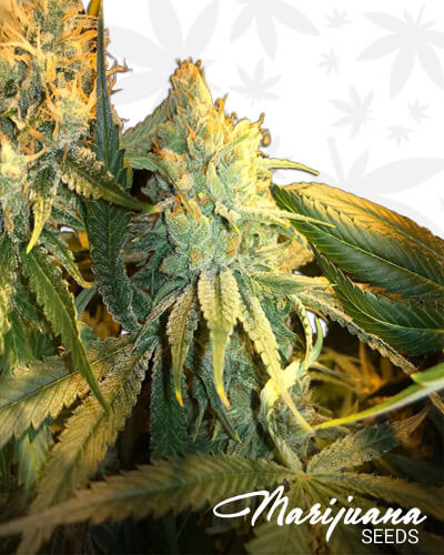 Lemon Fire OG