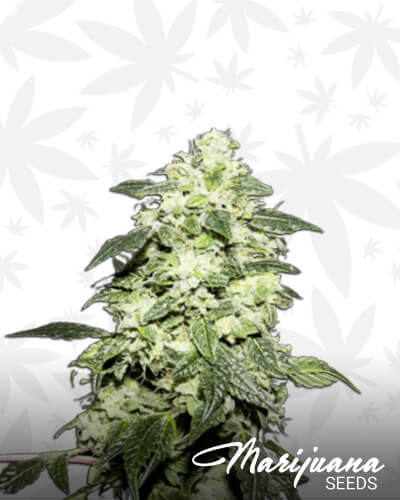 Lemon Funk