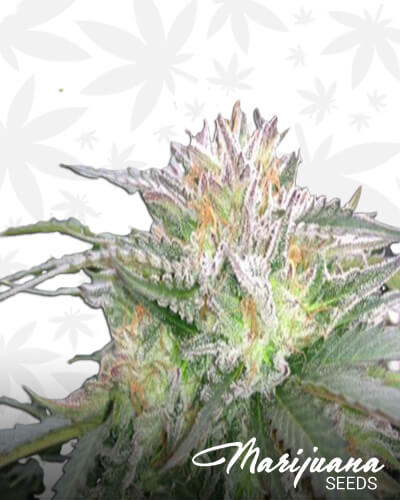 Lemon G x Monster Cookies