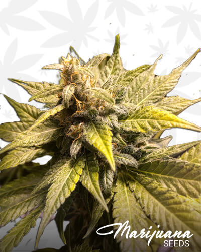 Lemon G13