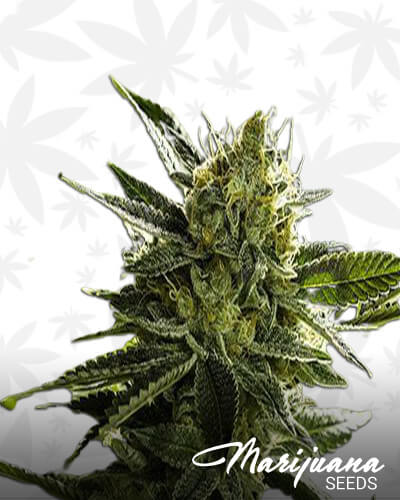 Lemon Goji OG