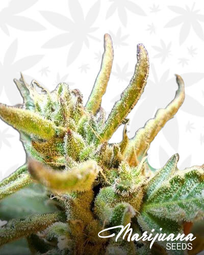 Lemon Grape