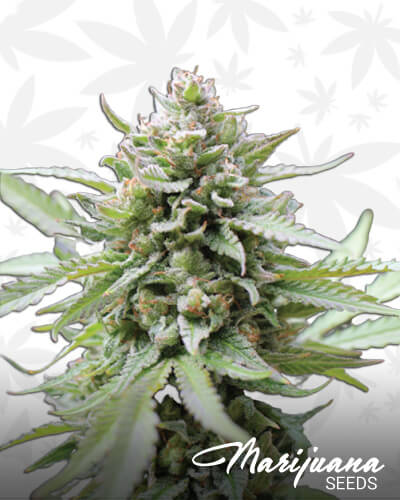 Lemon Grass