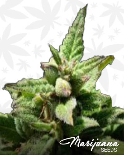 Lemon Grinderz OGK