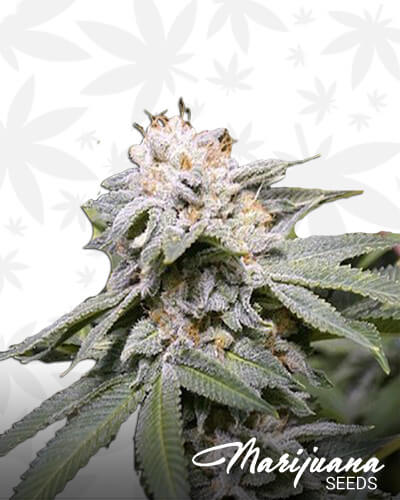 Lemon Hashplant