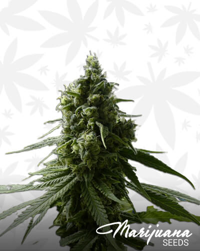 Lemon Haze XXL Auto