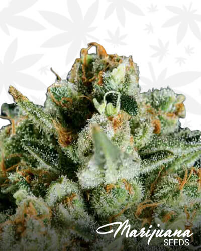Lemon Haze x SCBDx