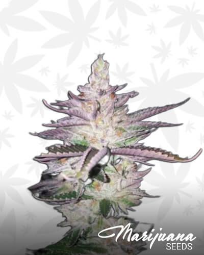 Lemon Jedi OG