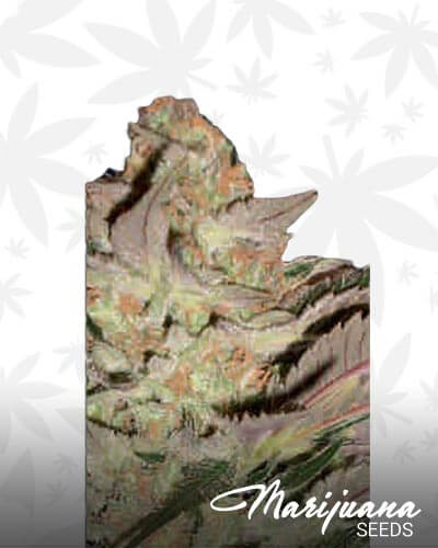 Lemon Khan Afghana
