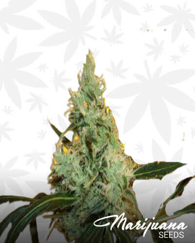 Lemon Las Vegas Skunk x WW