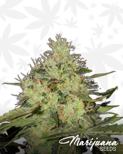 Lemon Mango OG
