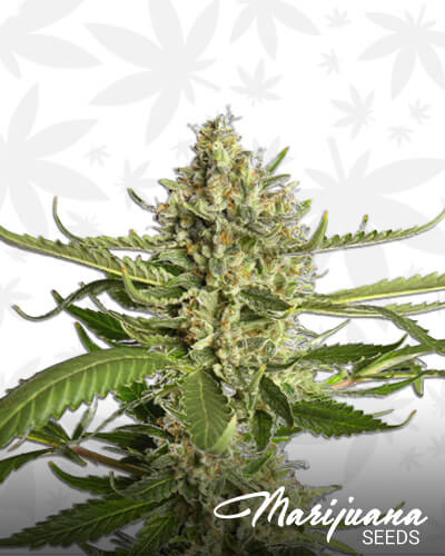 Lemon OG Candy