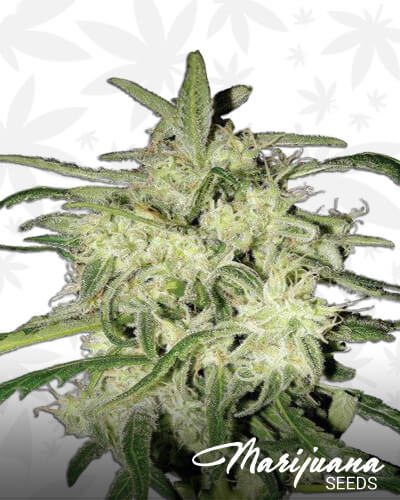 Lemon OG Haze Automatic