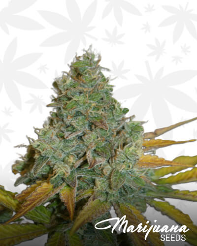 Lemon OG
